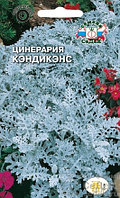 Цинерария КЭНДИКЭНС, 0.1г