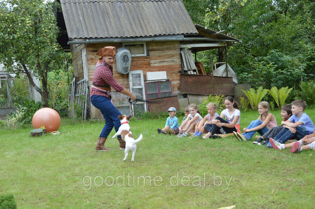 Дрессированные собачки - фото 3 - id-p50575275