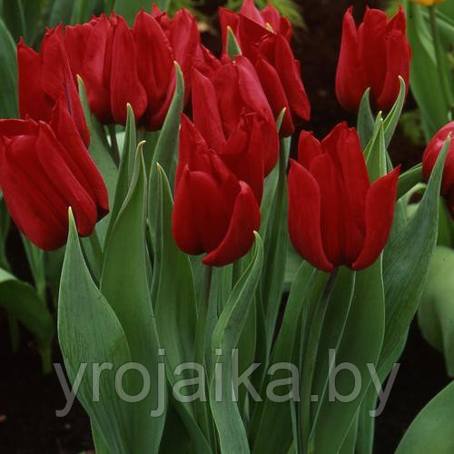 Луковицы тюльпана сорта Deshima - фото 1 - id-p50801610