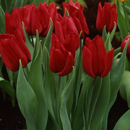 Луковицы тюльпана сорта Deshima, фото 2