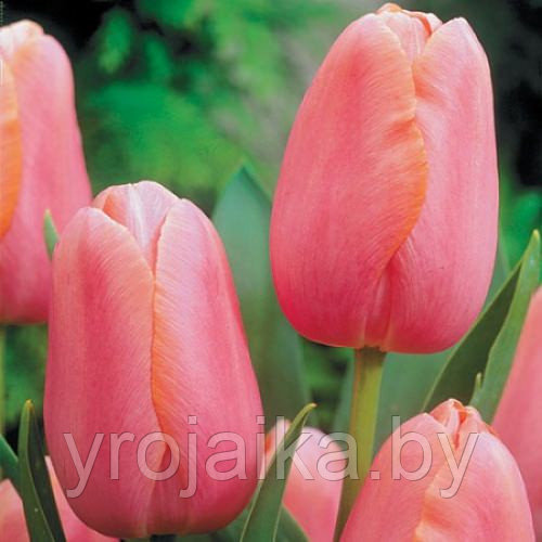 Луковицы тюльпана сорта Primavera - фото 1 - id-p50801614