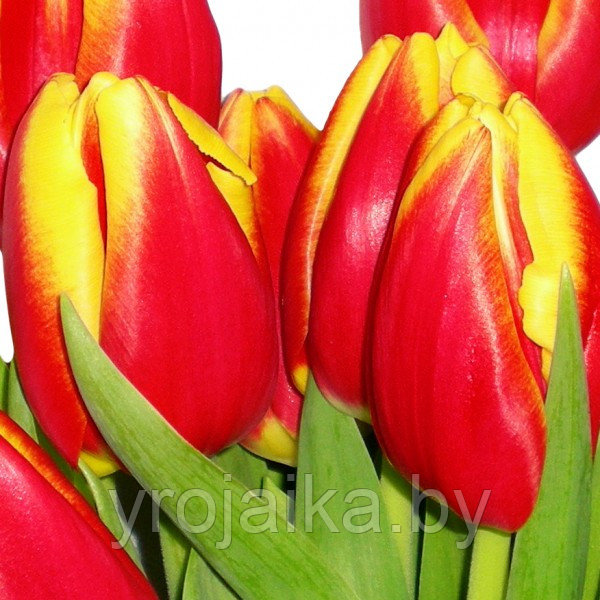 Луковицы тюльпана сорта Dow Jones - фото 2 - id-p50801636