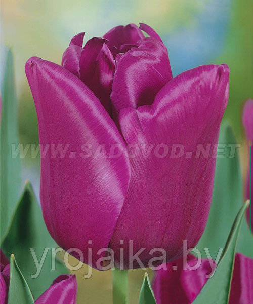 Луковицы тюльпана сорта Passionale - фото 1 - id-p50801880