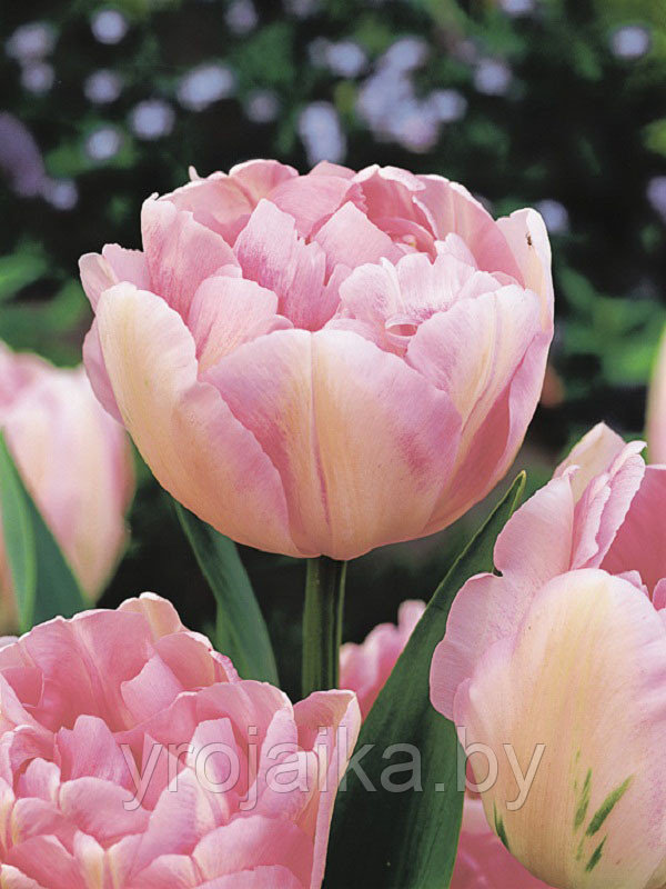 Луковицы тюльпана сорта Finola - фото 1 - id-p50801882