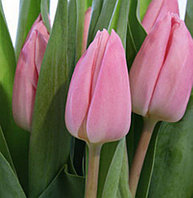 Луковицы тюльпана сорта Aafke