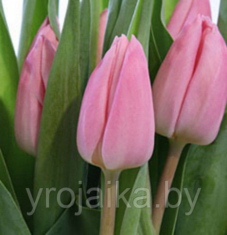 Луковицы тюльпана сорта Aafke - фото 1 - id-p50801890