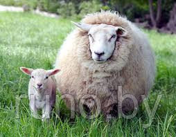 Полезные свойства овечьей шерсти