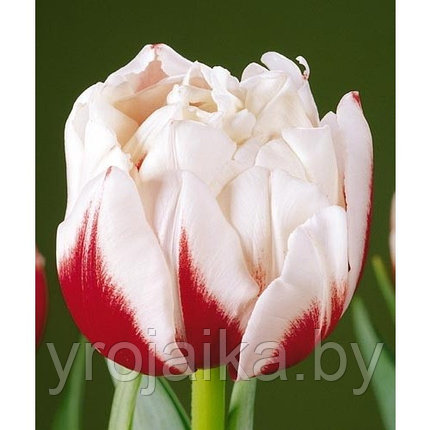 Луковицы тюльпана сорта  Horizont, фото 2