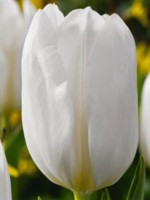 Луковицы тюльпана сорта Darwishow - фото 1 - id-p51171842