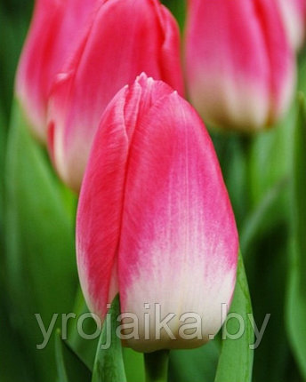Луковицы тюльпана сорта  Dynasty, фото 2