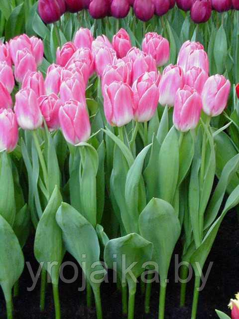 Луковицы тюльпана сорта Dynasty - фото 2 - id-p51171844