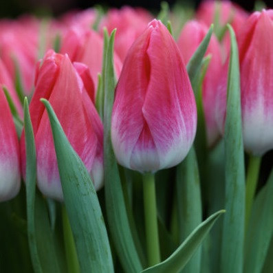 Луковицы тюльпана сорта  Bolroyal Pink