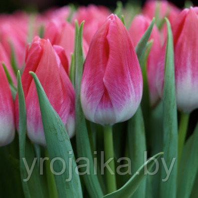 Луковицы тюльпана сорта Bolroyal Pink - фото 1 - id-p51171850