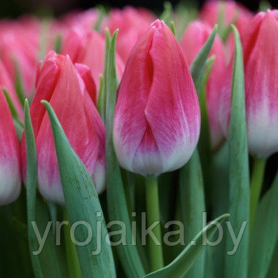 Луковицы тюльпана сорта  Bolroyal Pink, фото 2