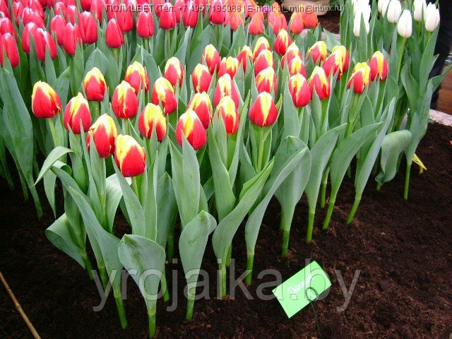 Луковицы тюльпана сорта Denmark - фото 1 - id-p51171854