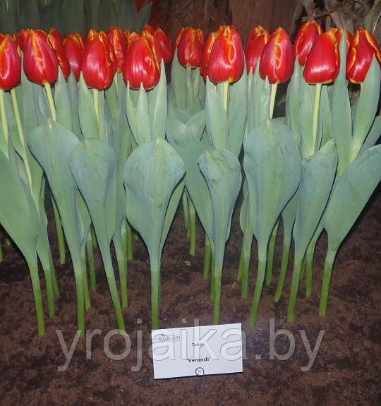 Луковицы тюльпана сорта Verandi - фото 1 - id-p51171857