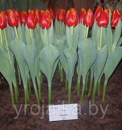 Луковицы тюльпана сорта  Verandi, фото 2