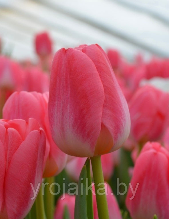 Луковицы тюльпана сорта Super Model - фото 1 - id-p51171860