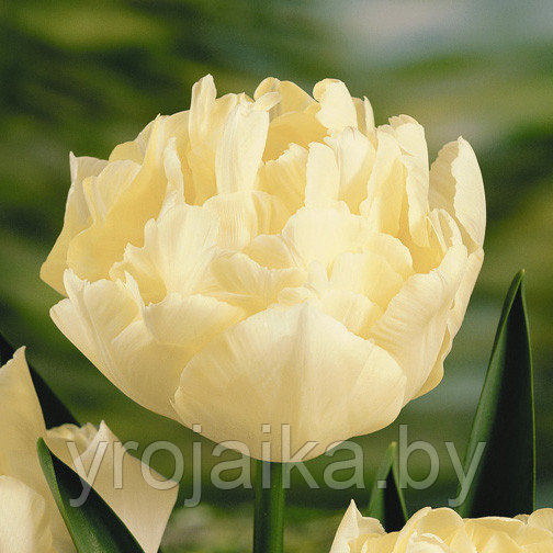 Луковицы тюльпана сорта Verona - фото 1 - id-p51171865