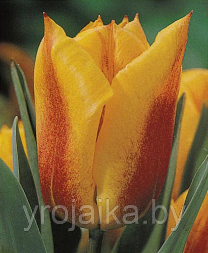 Луковицы тюльпана сорта Primavera - фото 1 - id-p51171872