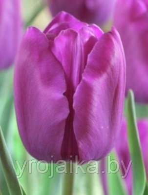 Луковицы тюльпана сорта Milka - фото 1 - id-p51171876