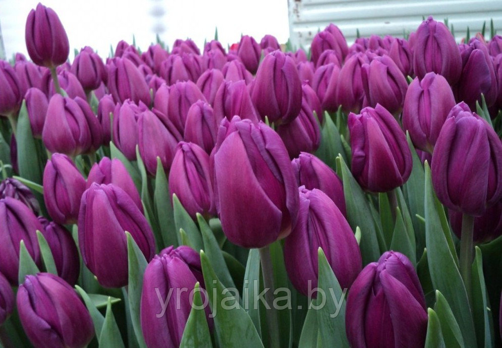 Луковицы тюльпана сорта Milka - фото 2 - id-p51171876
