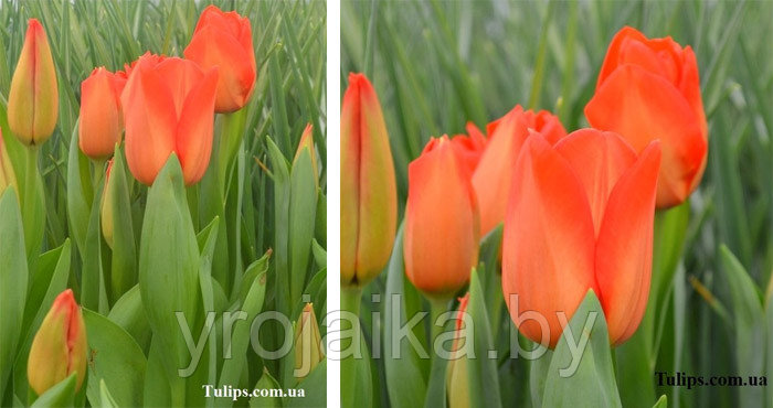 Луковицы тюльпана сорта Lalibela - фото 1 - id-p51171880