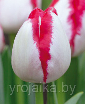 Луковицы тюльпана сорта Verona - фото 1 - id-p51171885