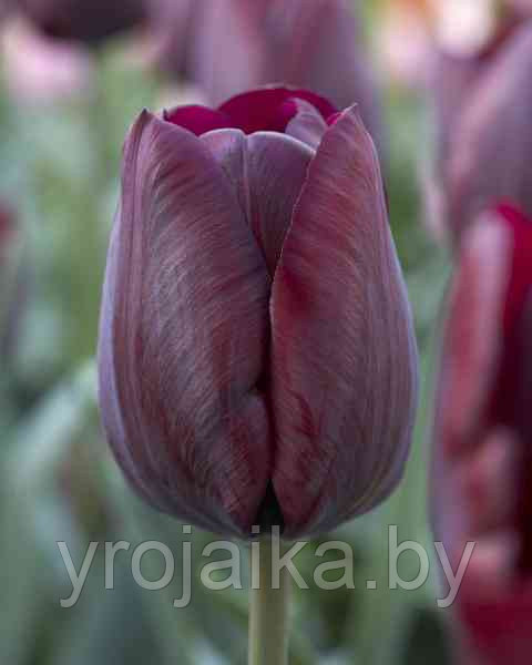 Луковицы тюльпана сорта Verandi - фото 1 - id-p51171886