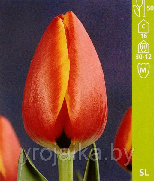Луковицы тюльпана сорта World's Favourite - фото 1 - id-p51171895