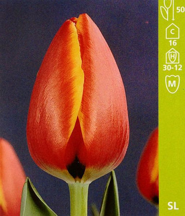 Луковицы тюльпана сорта World's Favourite, фото 2