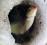 Прикормка Dunaev зимняя в ассортименте, фото 2