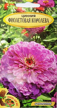 Цинния Фиолетовая королева