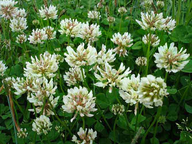 Клевер белый Trifolium repens