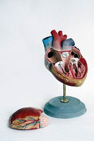 Н10 Модель сердца (демонстрационная) объемная модель из 2-х частей, Медиус (Россия) 