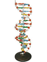 Х25 Модель ДНК, Медиус (Россия) 