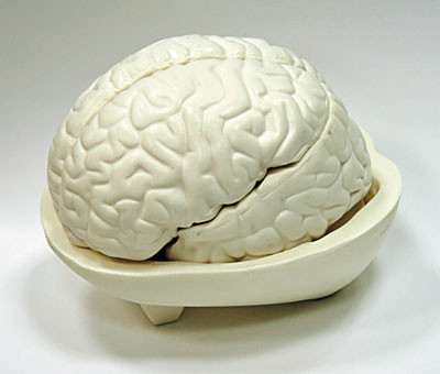 H18 Модель мозга в разрезе, Медиус (Россия) - фото 1 - id-p53045317