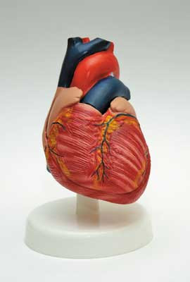 H15 Модель сердца (лабораторная), Медиус (Россия) 