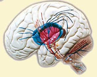 В2 Рельефная модель «Проводящие пути головного мозга», Медиус (Россия)