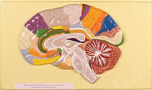 В3 Рельефная модель «Доли, извилины цитоархитектонические поля головного мозга», Медиус (Россия) 