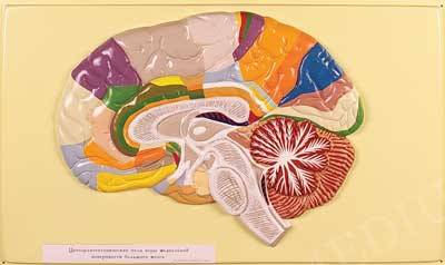 В3 Рельефная модель «Доли, извилины цитоархитектонические поля головного мозга», Медиус (Россия) - фото 1 - id-p53048999