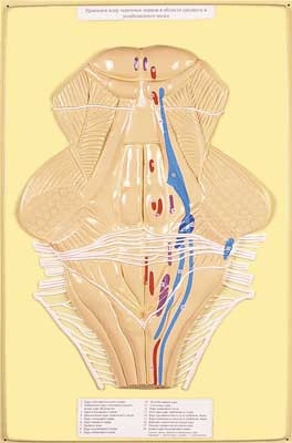 В4 Рельефная модель «Ромбовидная ямка, проекции ядер черепных нервов и желудочков головного мозга», Медиус РФ