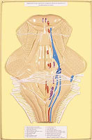 В4 Рельефная модель «Ромбовидная ямка, проекции ядер черепных нервов и желудочков головного мозга», Медиус РФ