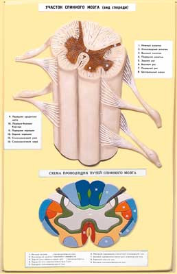 В5 Рельефная модель «Строение спинного мозга», Медиус (Россия) 
