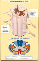 В5 Рельефная модель «Строение спинного мозга», Медиус (Россия)