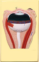 В6 Рельефная модель "Строение глаза", Медиус (Россия)