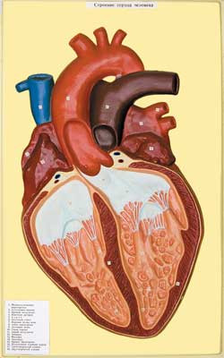 В10 Рельефная модель «Сердце человека», Медиус (Россия) 