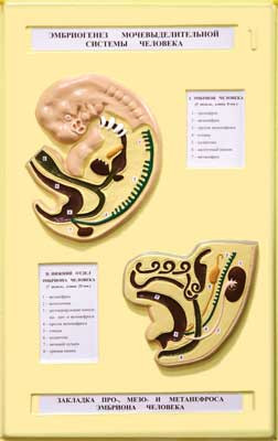 В15 Рельефная модель «Эмбриогенез мочевыделительной системы человека», Медиус (Россия) 