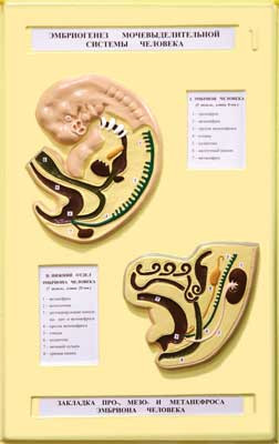 В15 Рельефная модель «Эмбриогенез мочевыделительной системы человека», Медиус (Россия) - фото 1 - id-p53049211