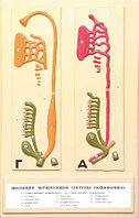 В16 Рельефная модель «Эволюция мочеполовой системы позвоночных», Медиус (Россия) 